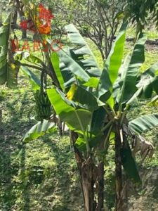 Finca en venta, El Zapote; Cazones, Veracruz