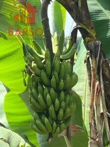 Finca en venta, El Zapote; Cazones, Veracruz